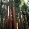 Sequoia National Park.  Congress Trail.