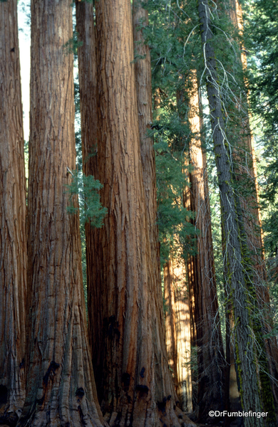 Sequoia National Park 6-90 024. Congress Trail