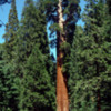 Sequoia National Park.  General Grant.