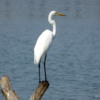 Egret, Batticaloa harbor