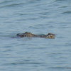 Crocodile, Batticaloa harbor