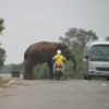 Wild elephant, roadtrip, southern Sri Lanka