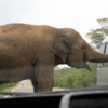 Wild elephant, roadtrip, southern Sri Lanka