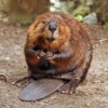 American Beaver courtesy Steve and Wikimedia