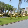Horses of the Jumeirah al Qasr