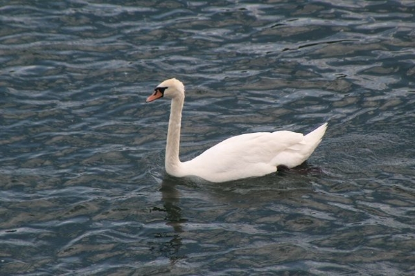 Danube-Swan