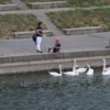 Danube-Swans