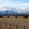 Cattle and the Bar U Ranch in January