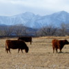 Cattle and the Bar U Ranch in January