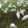 03 White Ibis
