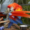 Scarlet macaw, Florida