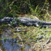 Alligator, Shark Valley