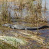 Alligator, Shark Valley