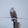 Female snowy owl, Alberta