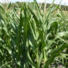 Corn crop, Manitoba