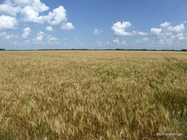 05 Prairie crops, Manitoba (8)
