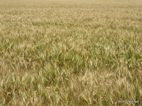 06 Prairie crops, Manitoba (10)