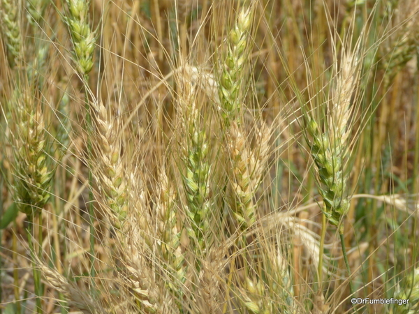 07 Prairie crops, Manitoba (12)