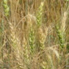 Wheat crop, Manitoba