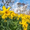 Daffodils in Northumberland