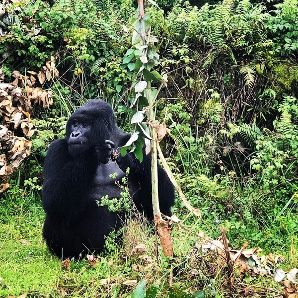 Gorilla Trekking in Bwindi, Uganda
