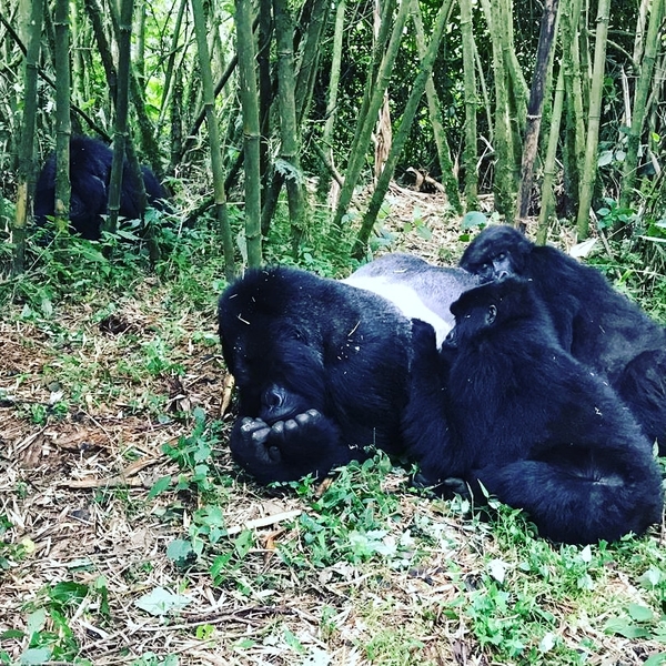 Gorilla Trekking Rwanda [1)