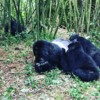 Gorilla Trekking Rwanda: Gorilla Trekking in Rwanda