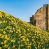 Daffodils at Warkworth Castle, Northumberland