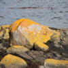 Lichens at Wulaia Bay