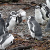 Tucker's Islets, penguins