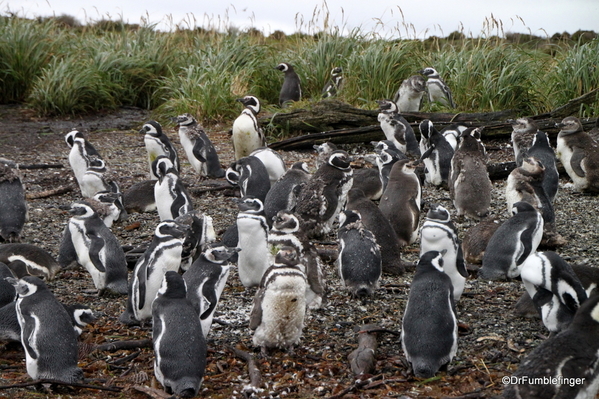 10 Tucker Islets. Magellanic penguin