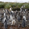 Tucker's Islets. Magellanic penguins