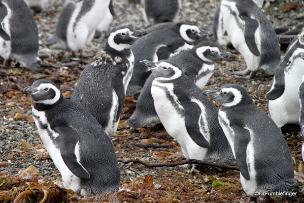 12 Tucker Islets. Magellanic penguin