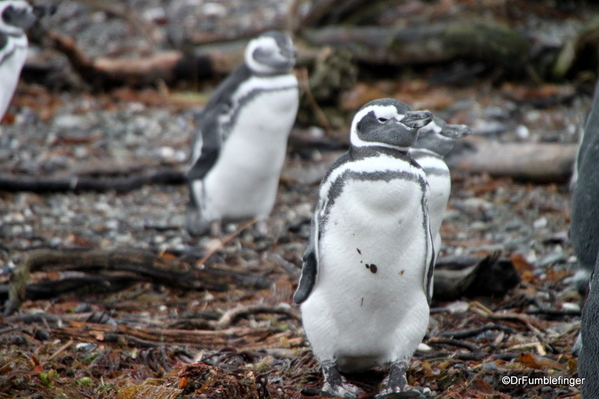 14 Tucker Islets. Magellanic penguin