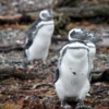 Tucker's Islets. Magellanic penguins