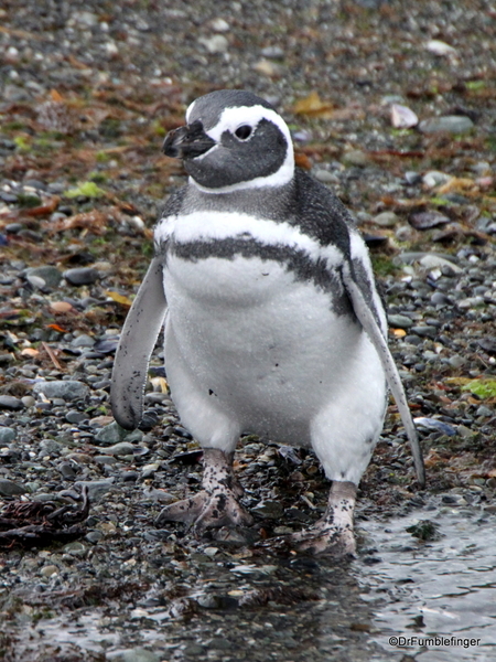 15 Tucker Islets. Magellanic penguin