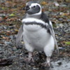 Tucker's Islets. Magellanic penguin