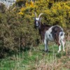 Feral Goats, Cheviots, Northumberland
