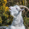 Feral Goats, Cheviots, Northumberland