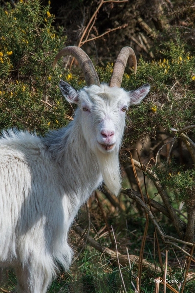 goats8