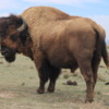 Bison near Keystone Museum, Kansas