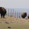 Bison near Keystone Museum, Kansas