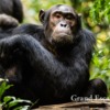 Uganda-Chimapanzees-101