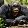 Uganda-Chimapanzees-103