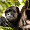 Uganda-Chimapanzees-104
