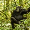 Uganda-Chimapanzees-105