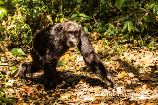 Uganda-Chimapanzees-106