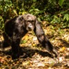Uganda-Chimapanzees-106