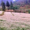 buckwheat-season