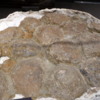 10 Museum of the Rockies, Bozeman (102) Lambosaurine Egg Clutch
